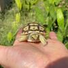 Baby sulcata Tortoises 