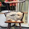 Dwarf holland lops