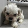 Teddy Bear Shih tzu