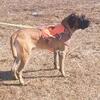 1 + year old young adult English Mastiff male DELIVERY AVAILABLE