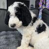 Bernedoodle puppies 6girls 2boys