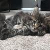Maine Coon female poly 