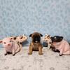 French bulldog puppies, 3 females