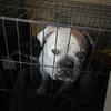 english bulldogs pair )