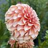 Dahlia Tubers