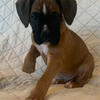 AKC Fawn Boxer Puppies- Available now
