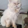 Himalayan-Persian, Fall and winter Kittens available for new home. Litter box trained.325 each
