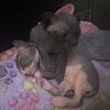 Female Sphynx Kitten