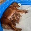 Beautiful Red Golden Pups 
