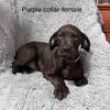 AKC Registered Great Danes-Female