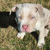 American bully xl puppies