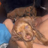 Miniature dachshund puppies ready today!