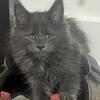 Maine Coon Kitten 