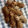 F1B Goldendoodle Puppies 