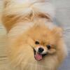 AKC Champion Grand Sired - Orange Pomeranian - Teddy Bear Face - Vax Completed!!
