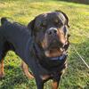Rottweiler Stud 