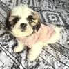 Sasha female shih tzu