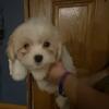 Shih Tzu puppies 