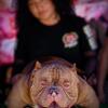 American bully