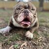 STUD ALERT -Micro/Nano Bully