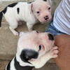 6 week old American Bulldog Puppies
