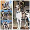 AKC GREAT DANES
