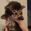 Maine Coon Kittens