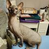 6 mo male sphynx kitten