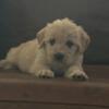 Goldendoodles/labrador retriever puppies