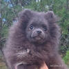 Blue Pomeranian Puppy Female, mini size - 5 months old
