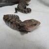 Blue Tongue Skinks many varieties