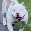American Bully Stud service 