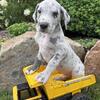 Akc Great Dane puppies!!!