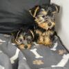 Duce n fluffy male toy size yorkies