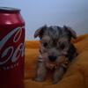 Teacup female doll face Yorkie Chicago il
