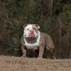 Champion shotta open for stud !