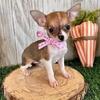 Cute Chihuahua Pups $250
