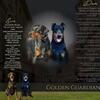  European doberman puppies