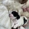 Gorgeous Shit Tzu puppies for sale