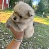 Male Pomeranian looking for a forever home 