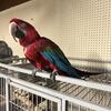 Male Green Wing Macaw