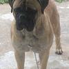 AKC Bullmastiff Stud Service