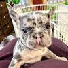 AKC Adorable French Bulldog Puppies!! 