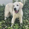 English Cream Retriever- 2 Males- 9/3 new pix