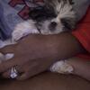 Male shihtzu puppy 