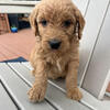 Goldendoodles- Looking for forever families! Pups go home DEC!