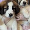 Saint Bernard/Lab Puppies