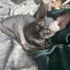 Black Female sphinx kitten 
