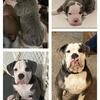 Beautiful Blue Trindle Olde English Bulldogge available for stud.