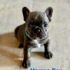 French Bulldog Puppies 